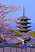 京都桜名所　八坂の塔