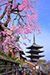 京都　桜　名所　八坂の塔