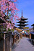 京都の桜　八坂の塔