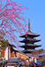 八坂の塔　花見　京都桜旅行