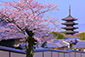 八坂の塔　桜　絶景