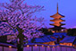 八坂の塔　夜桜　画像