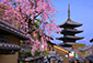 八坂の塔　桜　画像