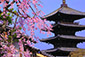 八坂の塔　枝垂れ桜　写真