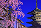 八坂の塔　桜画像