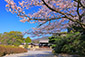 隨心院　桜　高画質写真