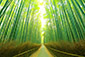 嵐山　竹林　高画質写真