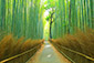 京都の夏　竹林
