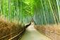 嵐山　竹林　高画質画像