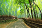 嵐山　竹林の小路　写真