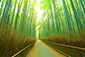 嵐山　竹林の小路　画像