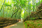 京都　竹林　嵐山