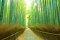 嵐山の竹林　画像