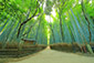 京都　嵐山　竹林　画像