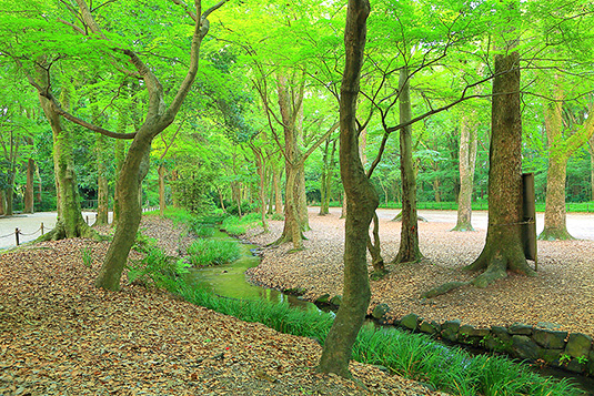 下鴨神社　糺の森　画像