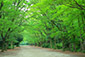 下鴨神社　糺の森　写真