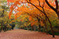 下鴨神社　糺の森　紅葉　画像