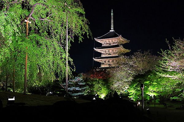 東寺　ライトアップ　画像