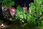 東寺　ライトアップ　写真