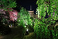 京都　東寺の五重塔　ライトアップ