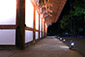 京都　東寺　夜　ライトアップ