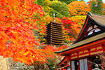 奈良　紅葉　写真