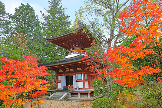 �~�����@�g�t�@���掿�摜