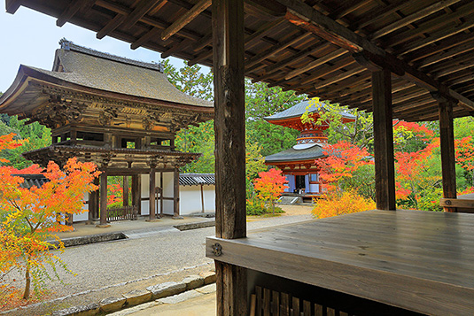 �~�����g�t