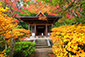 円成寺の紅葉画像