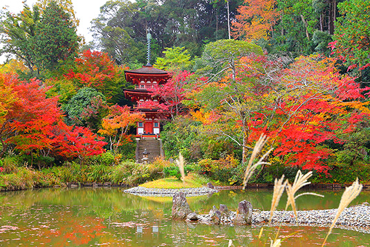 浄瑠璃寺の紅葉写真