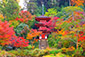 浄瑠璃寺の紅葉　高画質画像