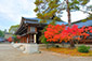 奈良　橿原神宮　紅葉