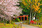 橿原神宮　寒桜　紅葉