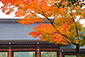 橿原神宮の秋画像