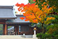 橿原神宮　紅葉　画像　写真