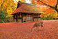 奈良公園　水谷茶屋　紅葉　高画質　写真