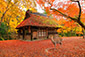 奈良公園　水谷茶屋　紅葉　鹿　高画質画像