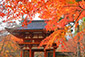 室生寺の紅葉