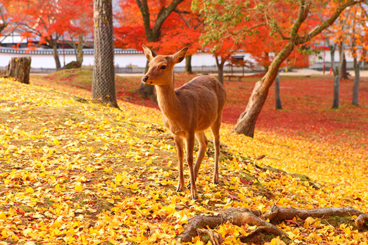 奈良公園　紅葉　写真