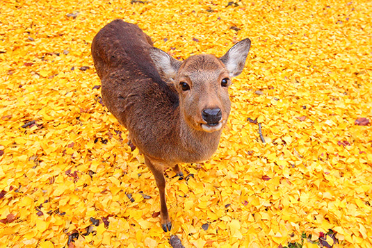 奈良公園　紅葉　画像　鹿