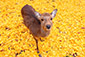 奈良公園　紅葉　鹿　高画質画像