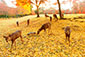 奈良公園の紅葉　鹿
