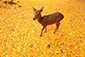 奈良　鹿　紅葉　画像