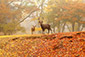 奈良公園　秋　鹿
