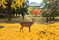 奈良公園　紅葉　鹿　銀杏　イチョウ　画像