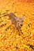 奈良公園　イチョウ　銀杏　鹿