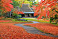 奈良公園　散り紅葉