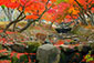 奈良公園　川　紅葉