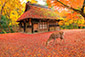 奈良公園　水谷茶屋　紅葉