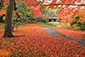 奈良公園　吉城園　紅葉